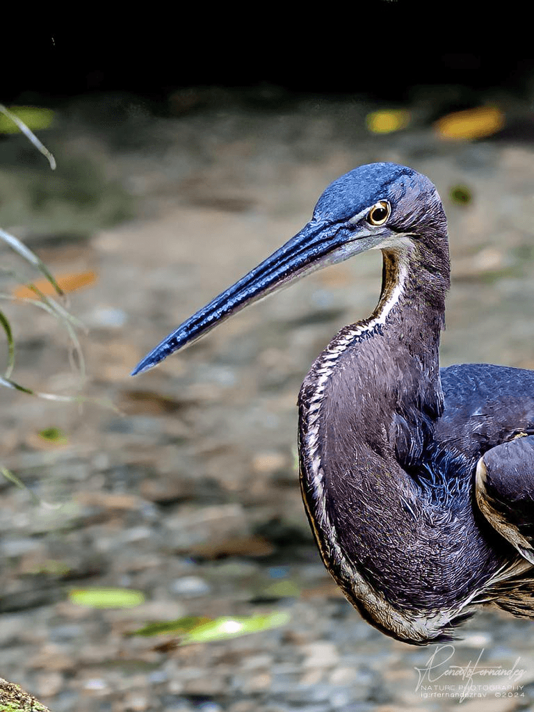 Birders watching wildlife in Guatemala