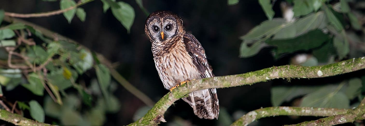 Fulvous Owl