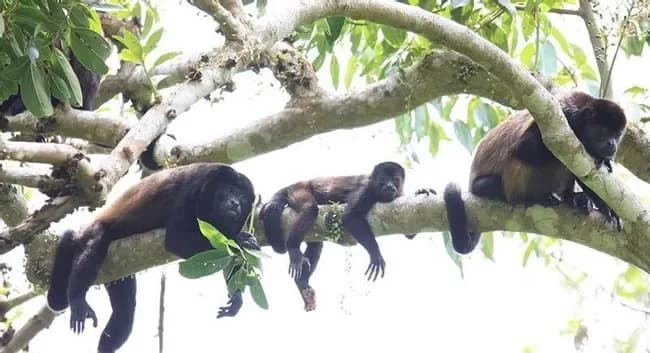 MONKEYS
