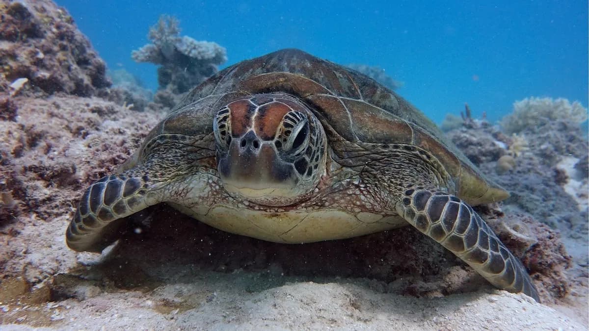 TURTLE