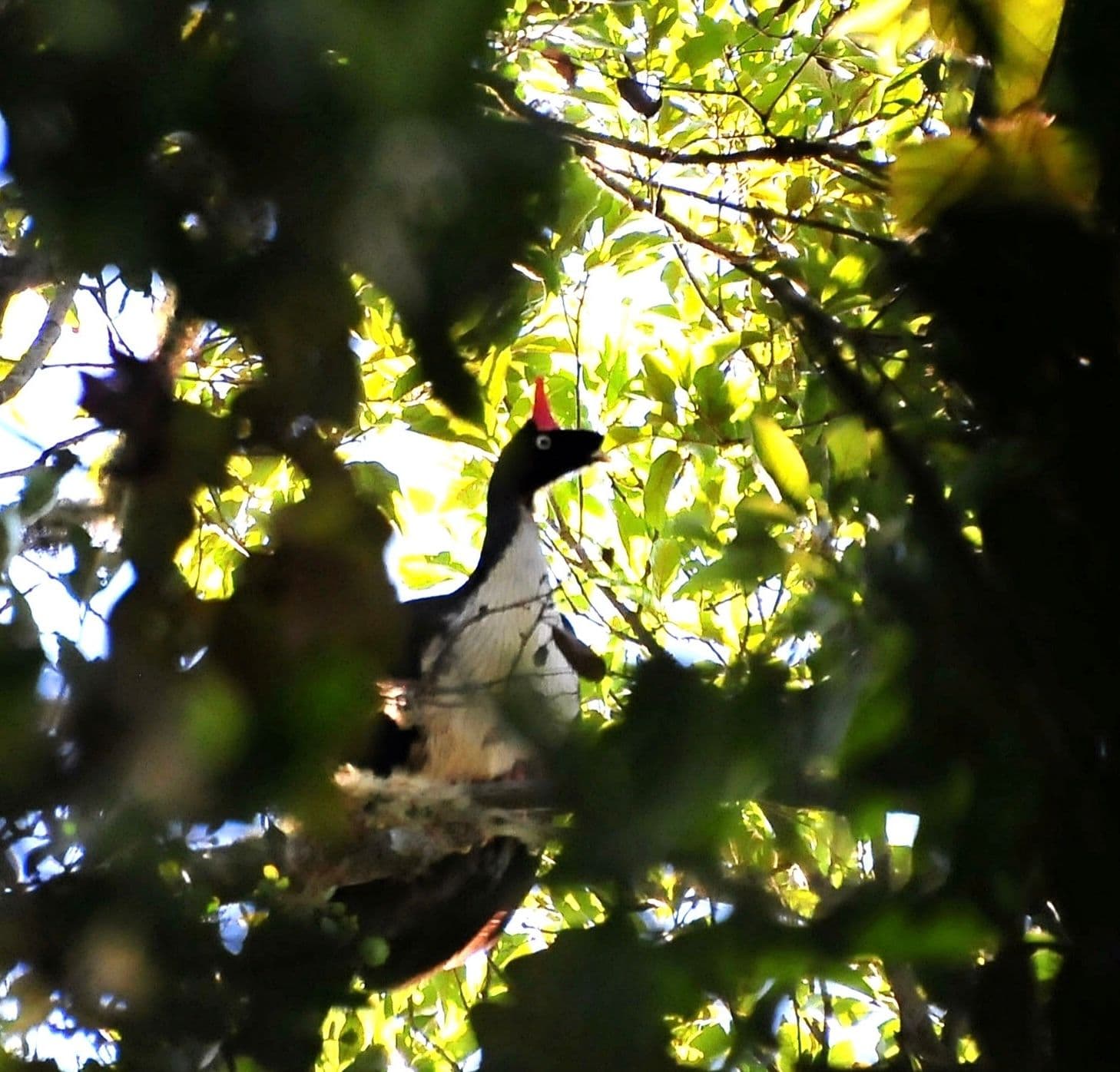 Horned Guan