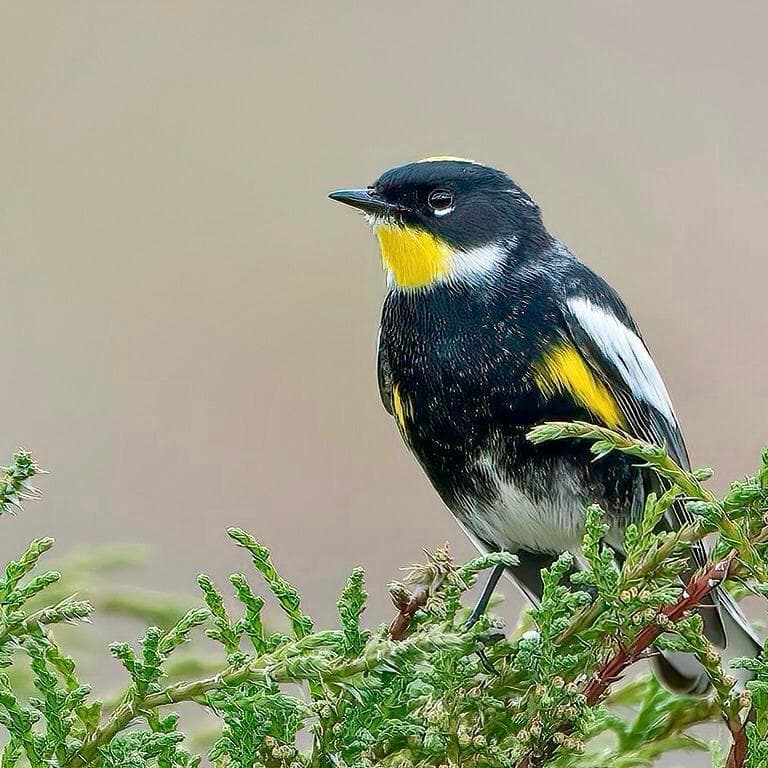 goldmans warbler