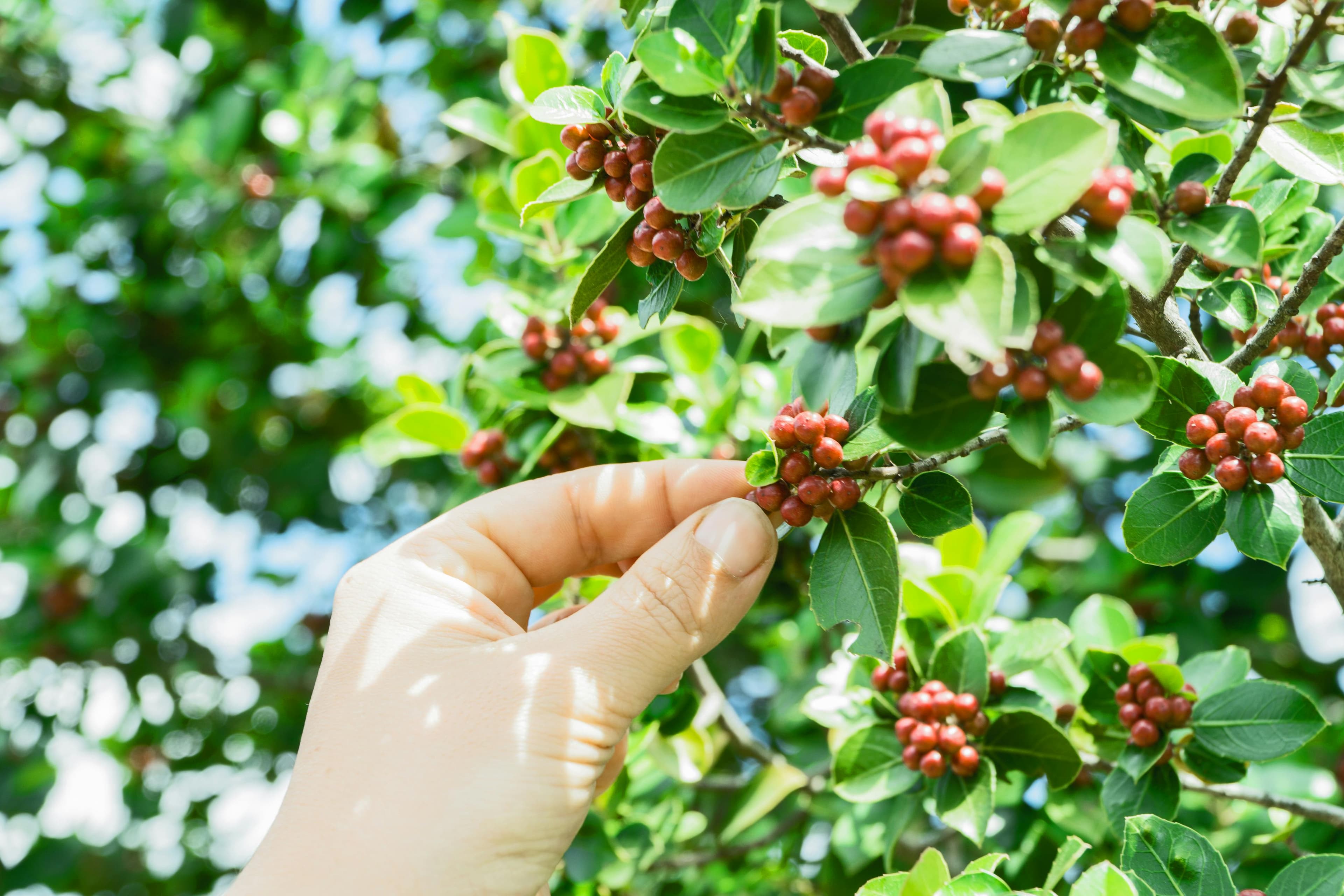 Antigua Coffee Tour Cover