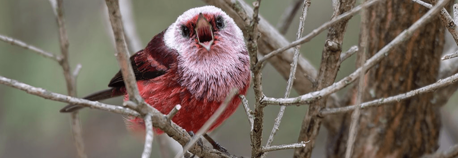 Birding tours cover image