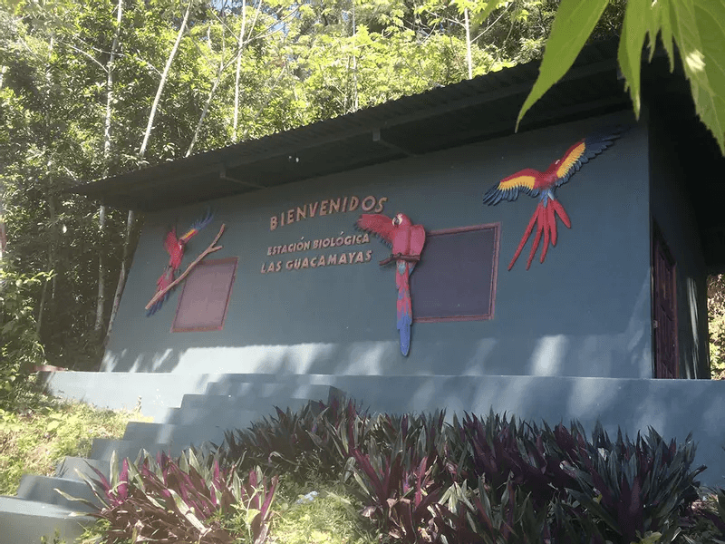 WelcomeLasGuacamayas