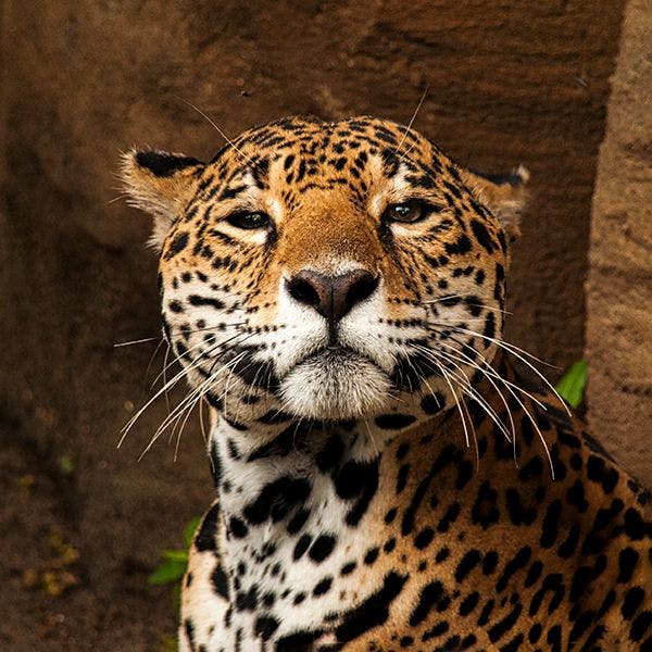 Jaguar gazing into camera, Guatemala
